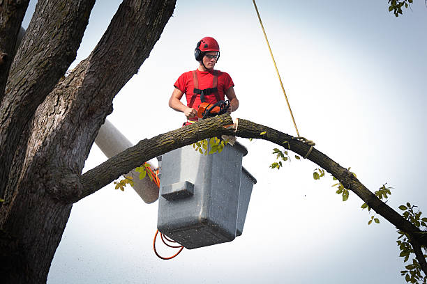 Best Tree Trimming Near Me  in Albuquerque, NM